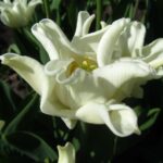 White Liberstar