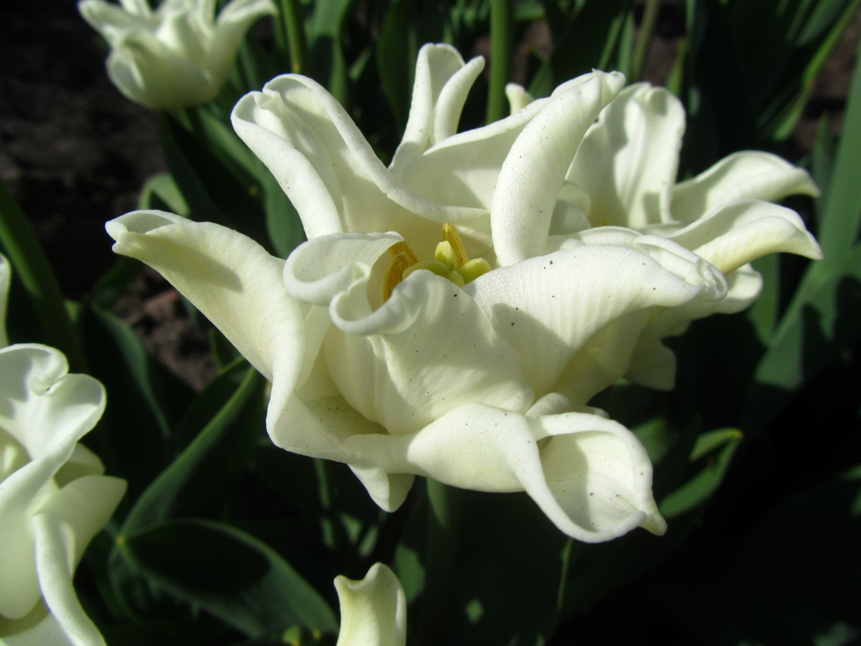 Tulp-White-Liberstar-2 White Liberstar - Afbeelding 1