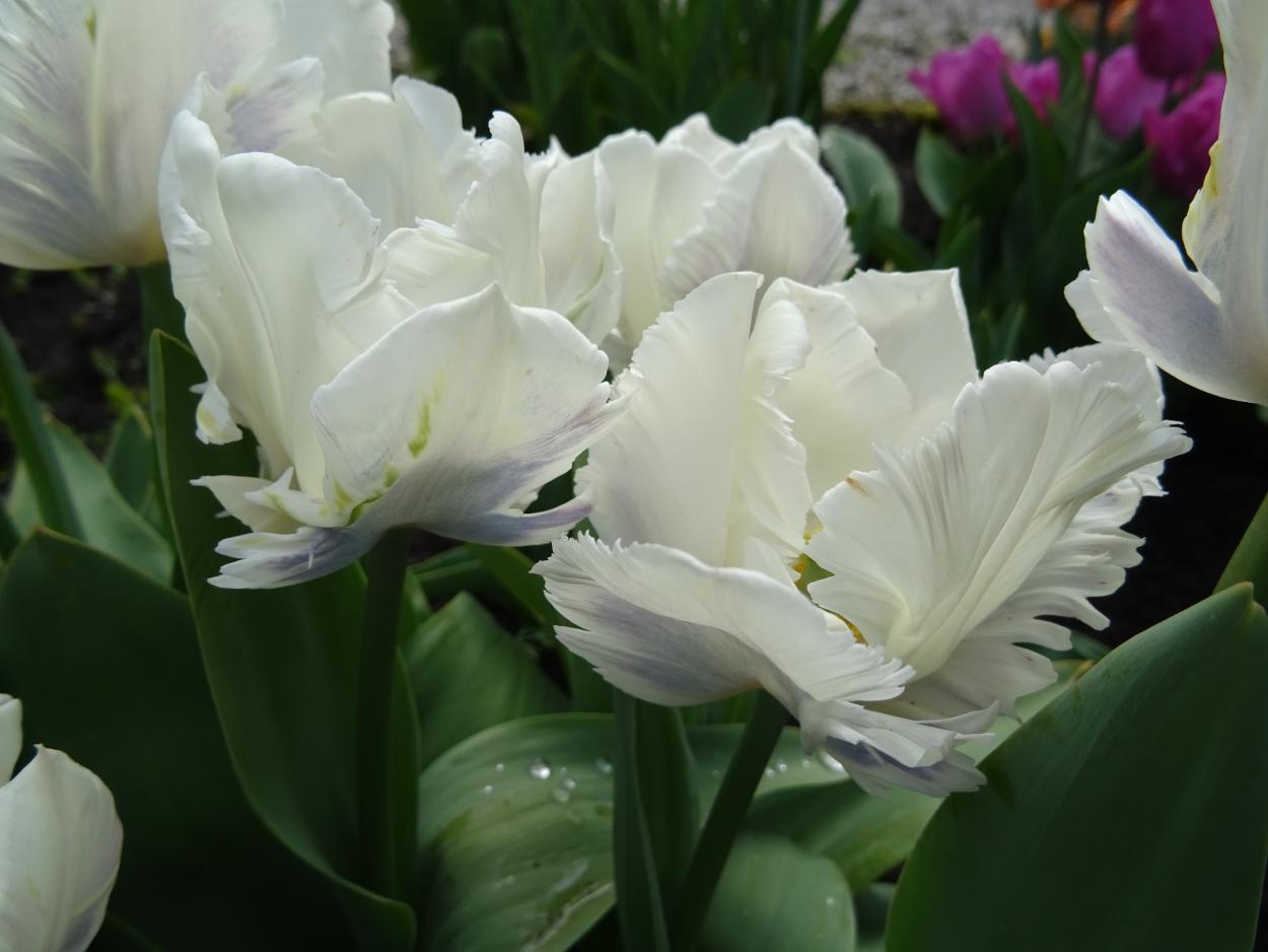 Tulp-White-Lizard-1 White Lizzard - Afbeelding 1