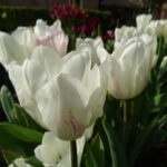 White Marvel