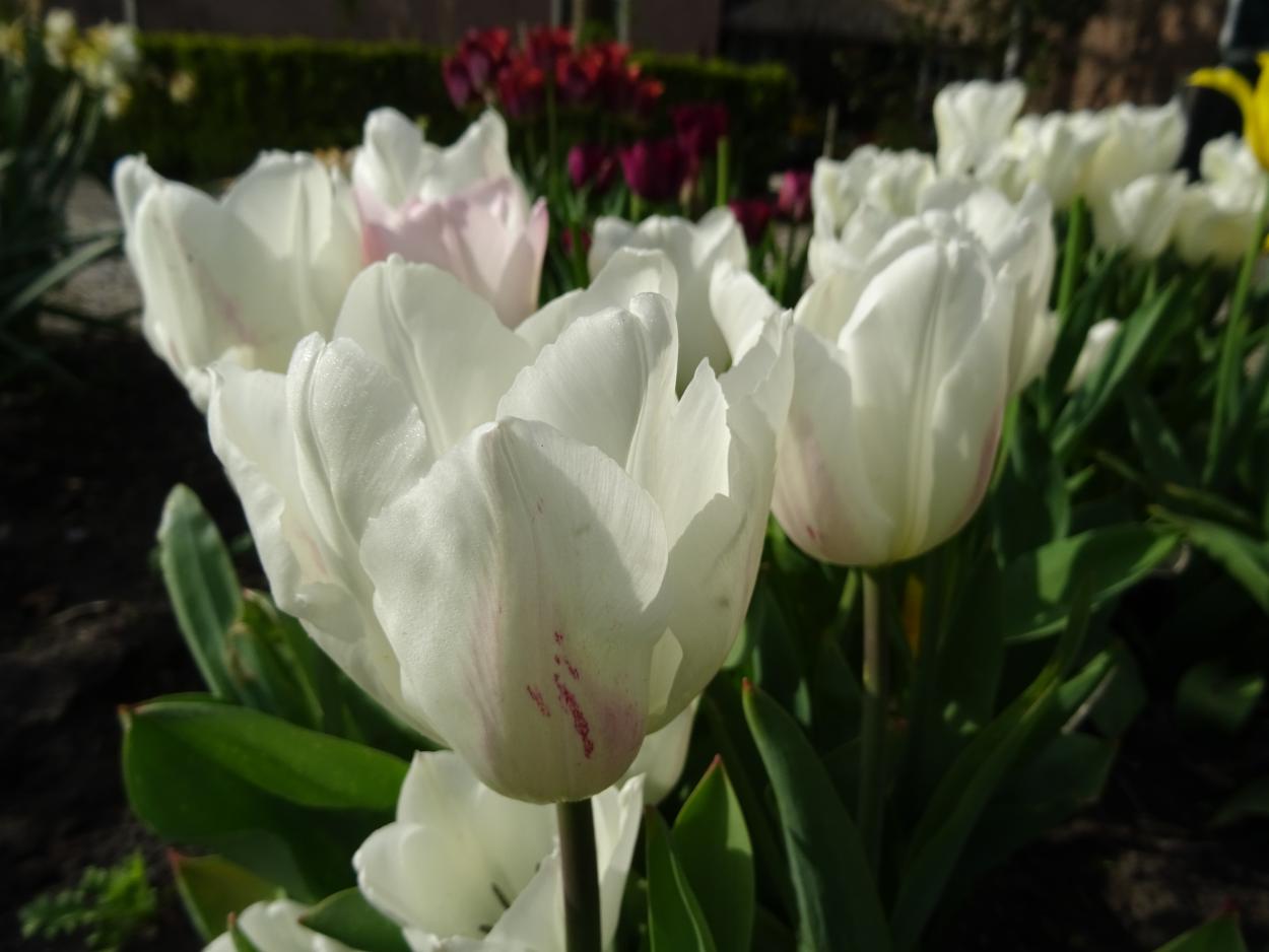 Tulp-White-Marvel-1 White Marvel - Afbeelding 1
