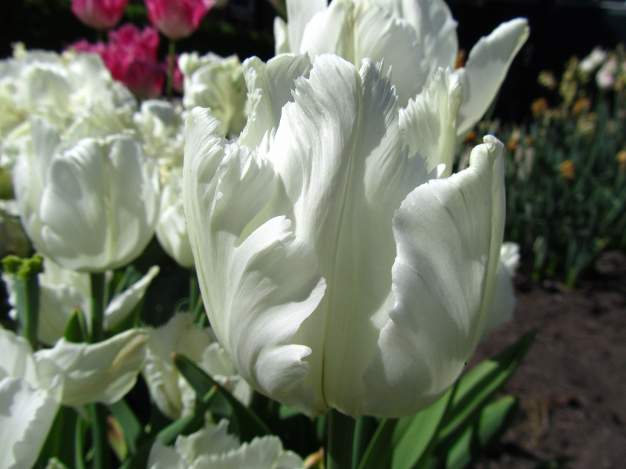 Tulp-White-Parrot-1 White Parrot - Afbeelding 1