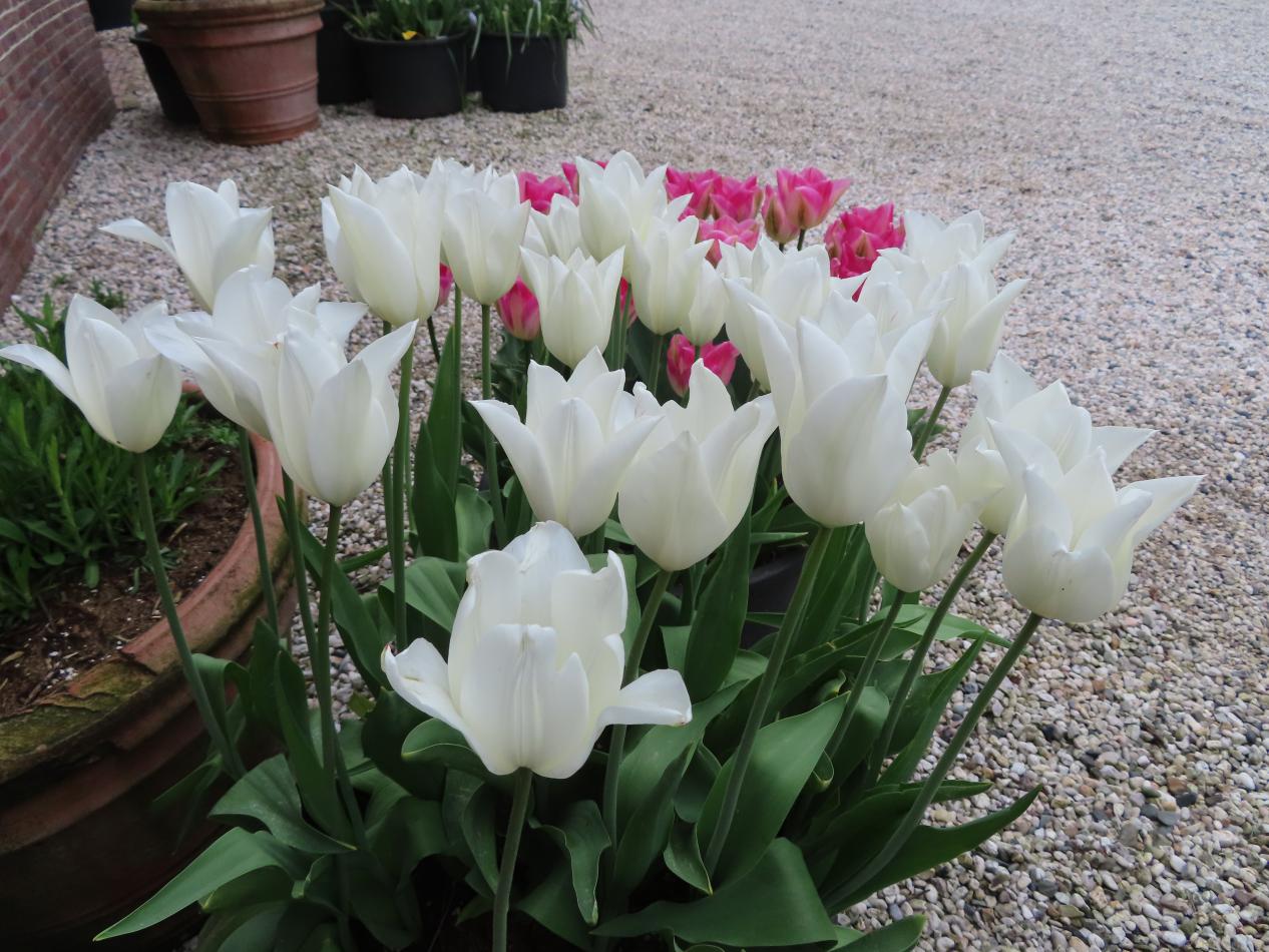 Tulp-White-Triumphator-2 White Thriumphator - Afbeelding 1