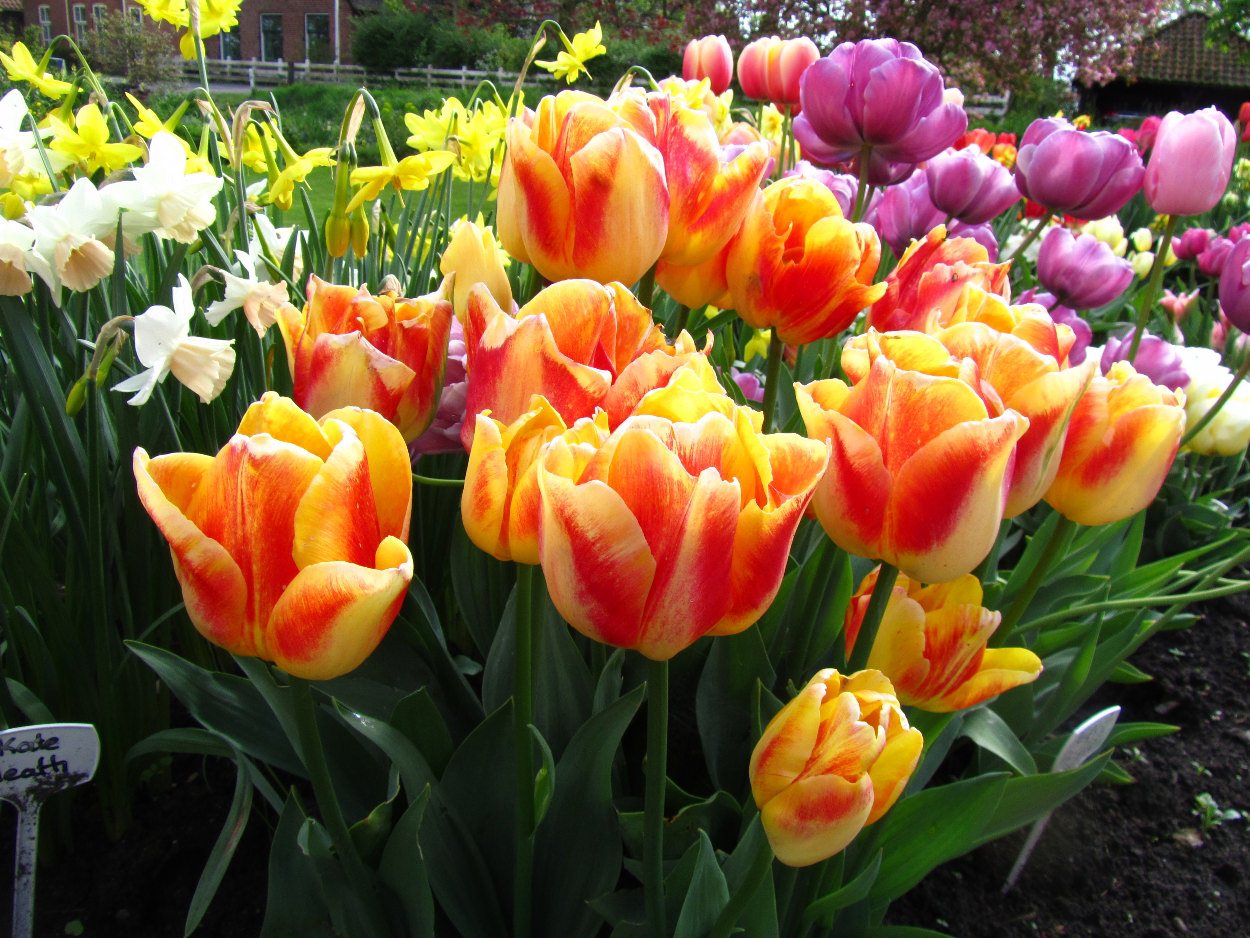 Tulp-Wilbrinks-Star-1 Wilbrinks Star - Afbeelding 1