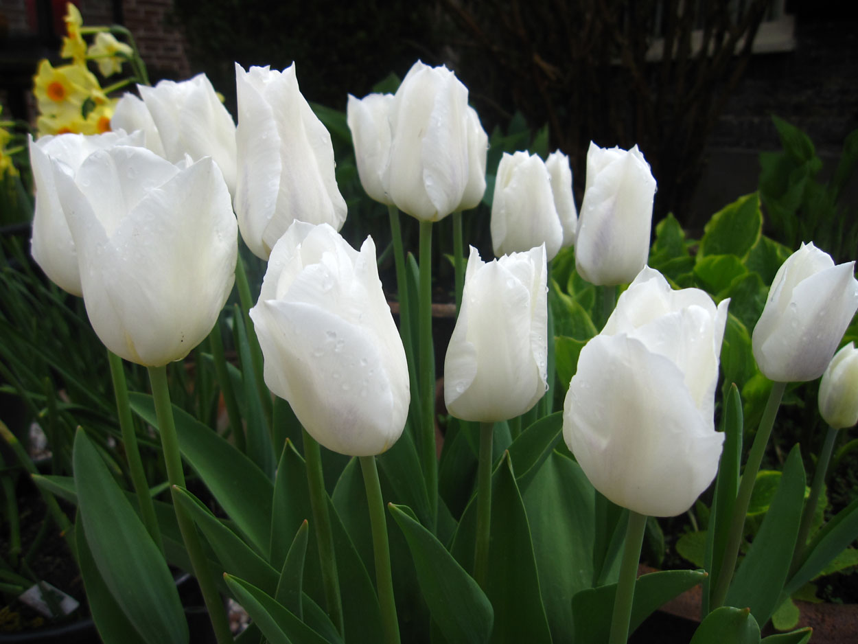 Tulp-Wildhof-1 Wild Hof - Afbeelding 1
