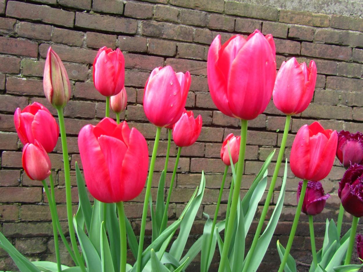 Tulp-Wilja-1 Wilja - Afbeelding 1