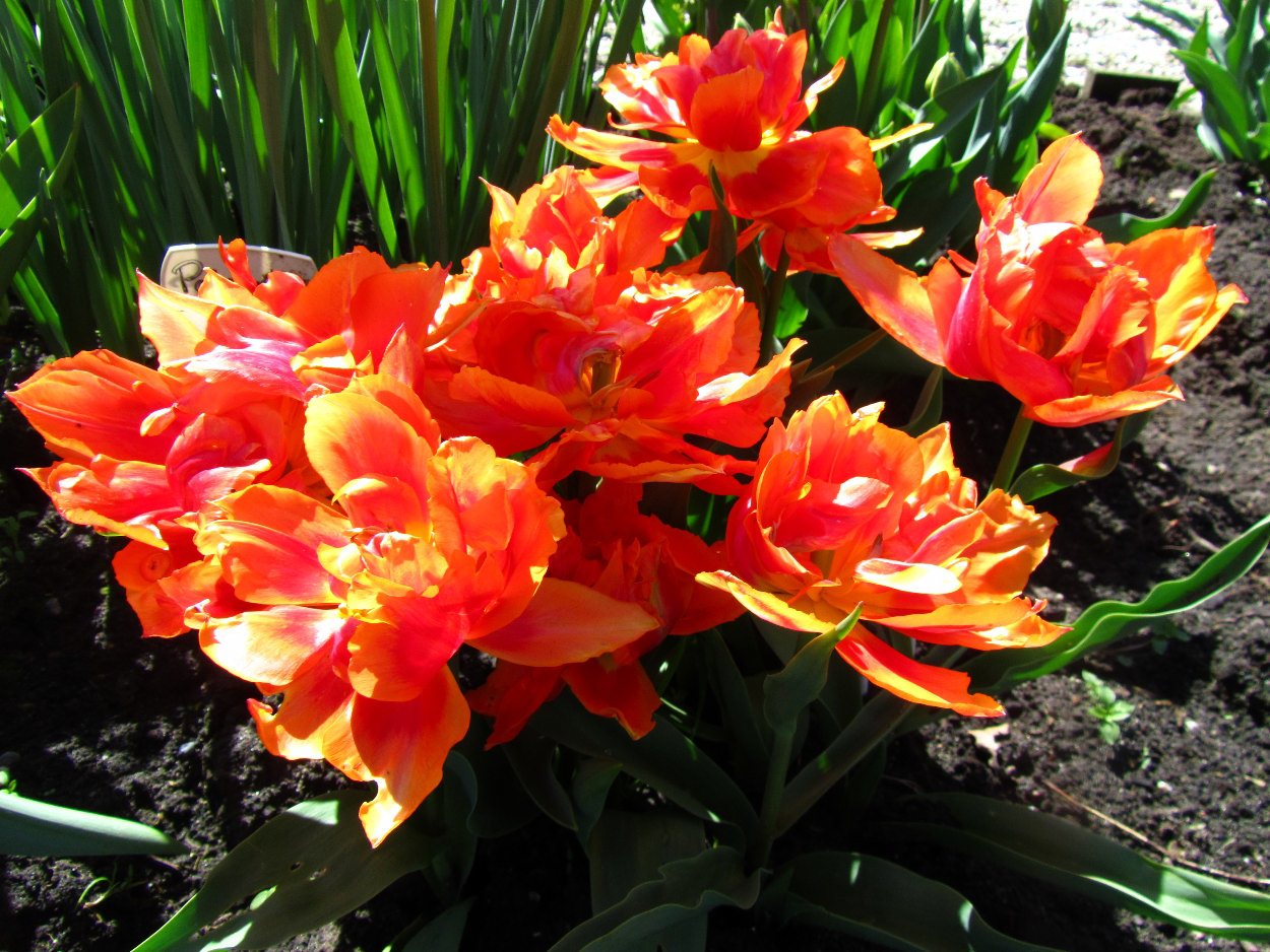 Tulp-Willem-van-Oranje-1 Willem van Oranje - Afbeelding 1