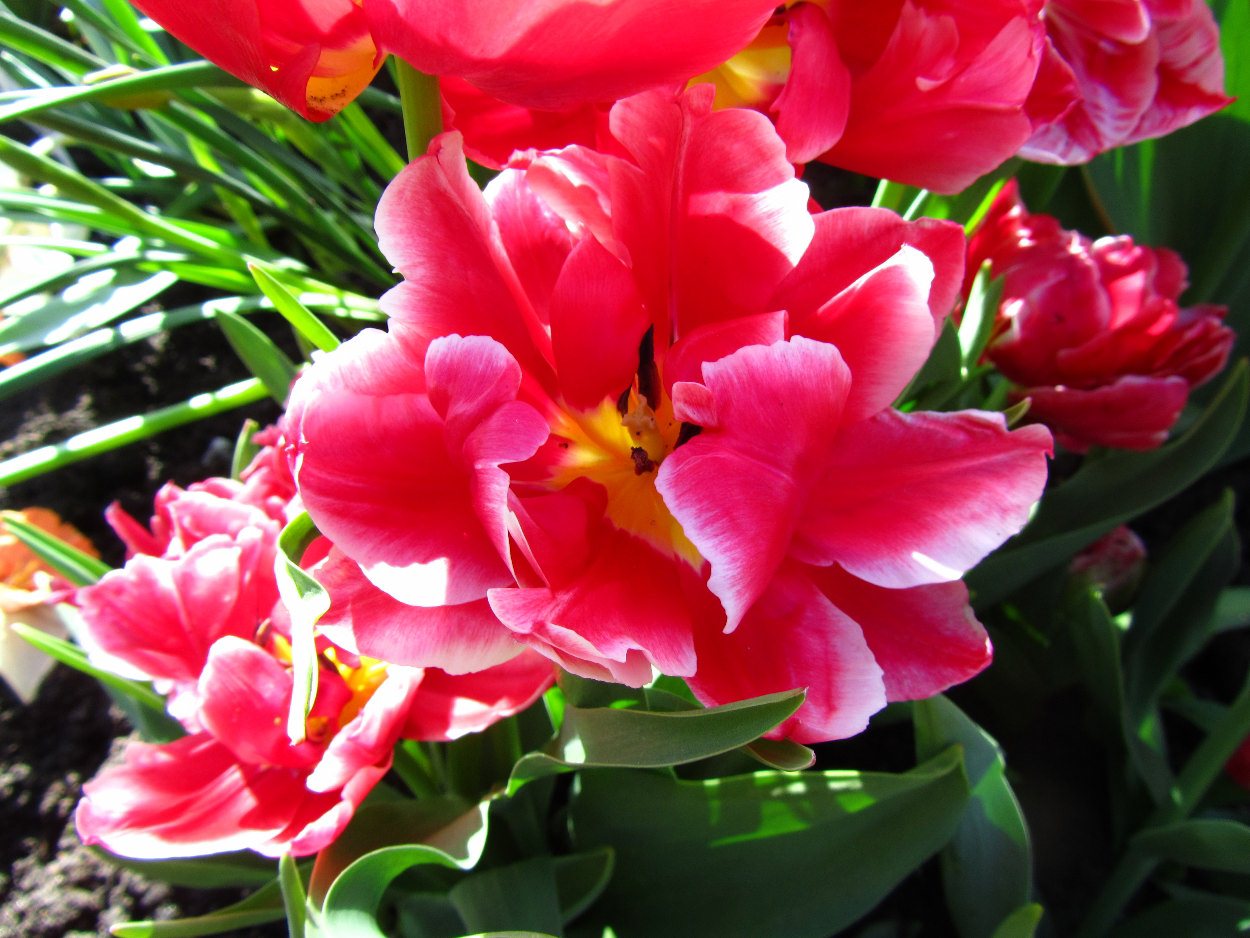 Tulp-Willemsoord-1 Willemsoord - Afbeelding 1