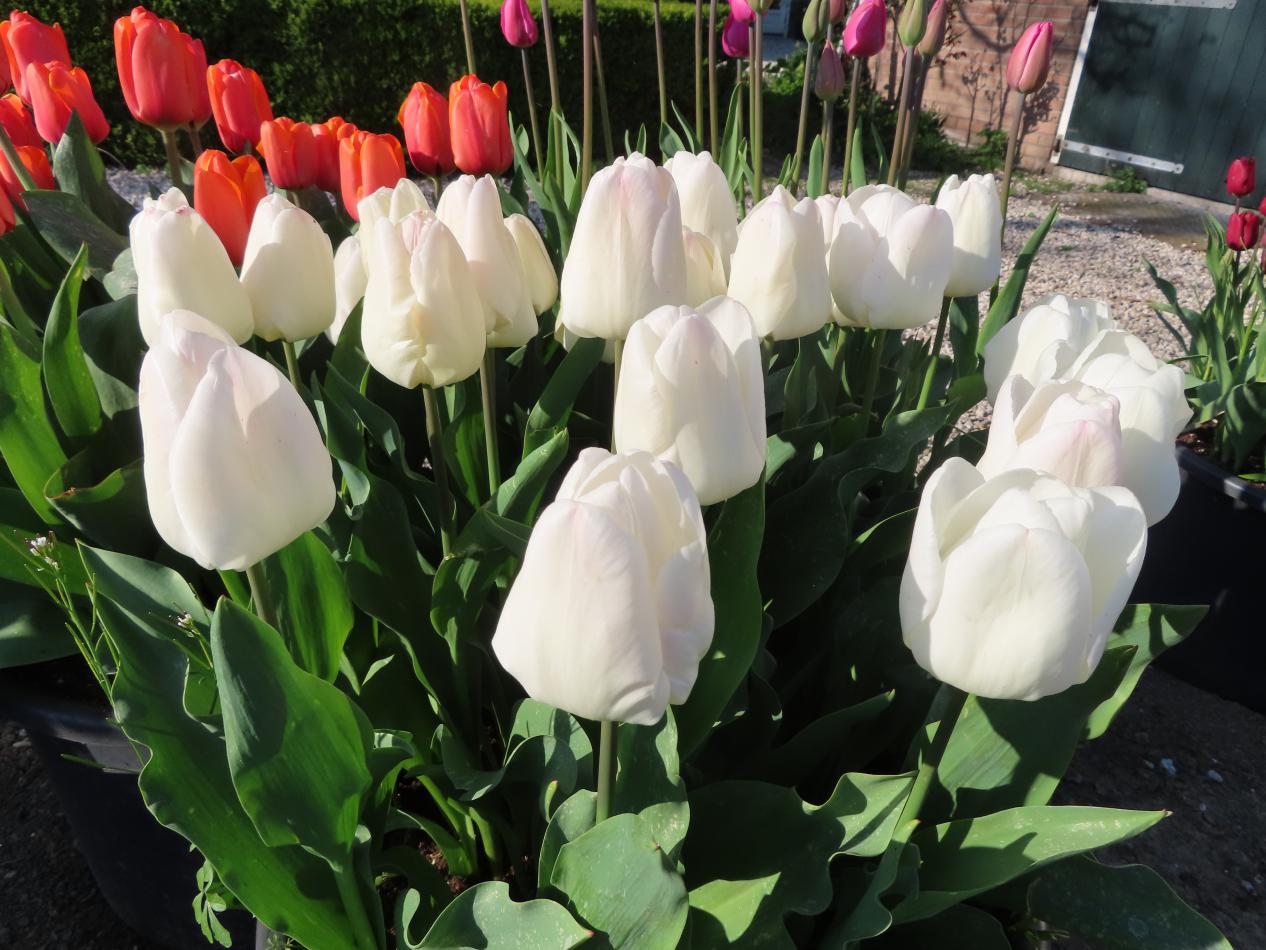 Tulp-Wire-Bello-1 Wire Bello - Afbeelding 1