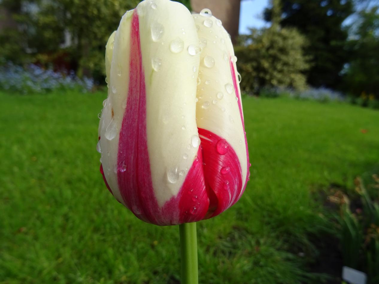 Tulp-World-Expression-1 World Expression - Afbeelding 1
