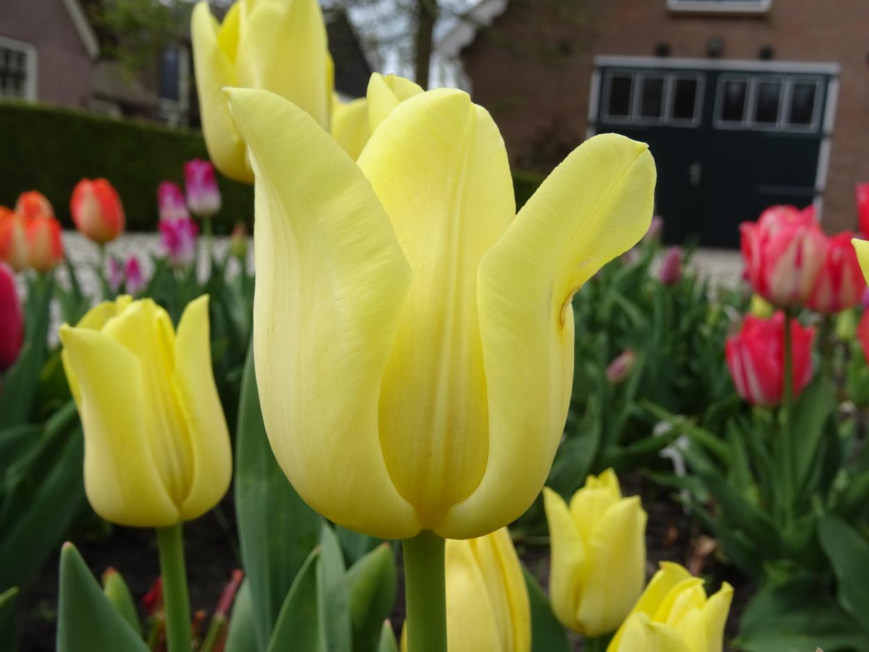 Tulp-World-Friendship-1 World Frienship - Afbeelding 1