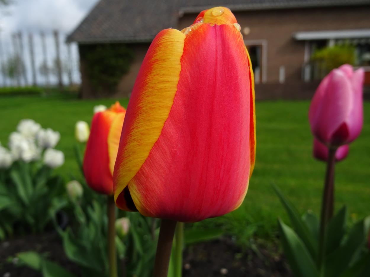 Tulp-World-Peace-1 World Peace - Afbeelding 1