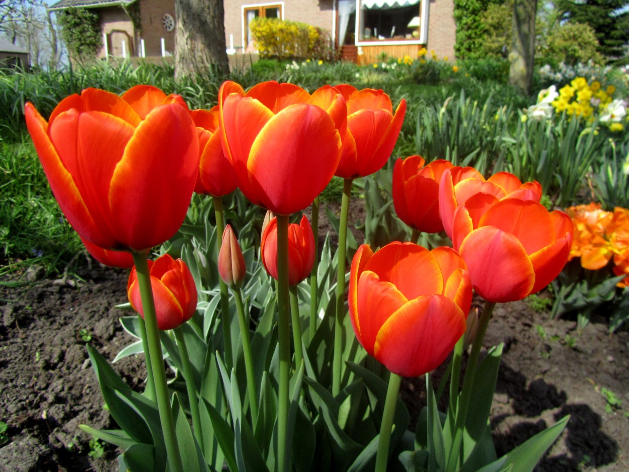 Tulp-Worlds-Favorite-1 World's Favourite - Afbeelding 1