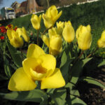 Yellow Emperor