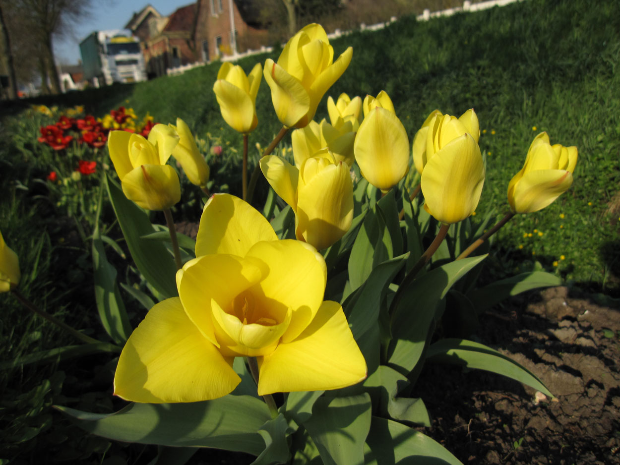 Tulp-Yellow-Emperor-1 Yellow Emperor - Afbeelding 1