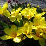 Yellow Empress