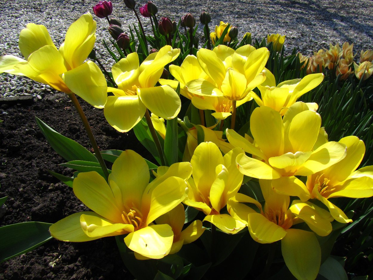 Tulp-Yellow-Empress-1 Yellow Empress - Afbeelding 1