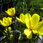 Yellow Form