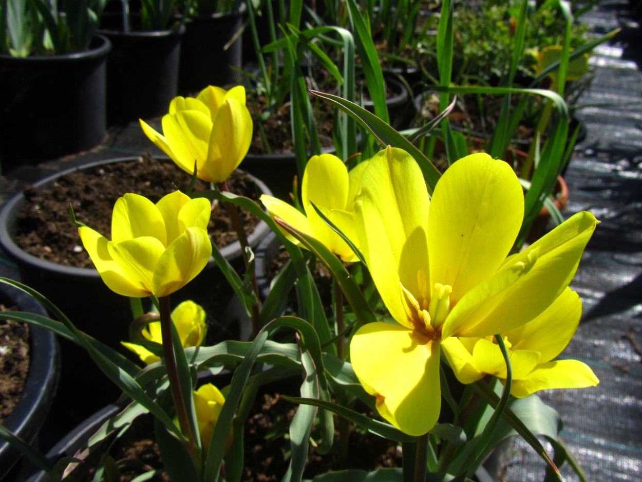 Tulp-Yellow-Form-1 Yellow Form - Afbeelding 1