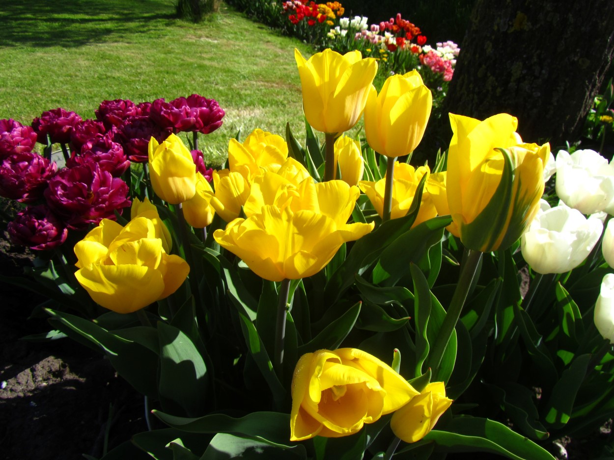 Tulp-Yellow-King-1 Yellow King - Afbeelding 1