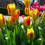 Yellow Pomponette