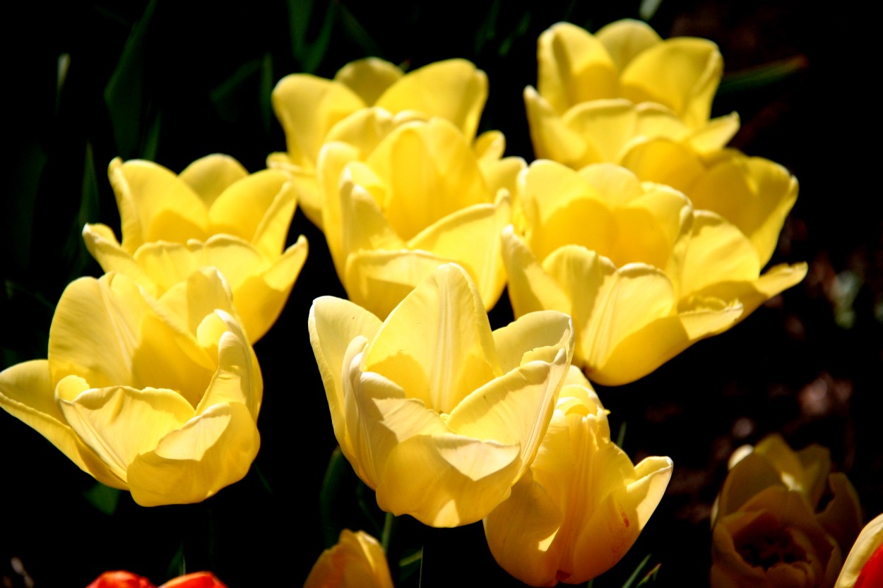 Tulp-Yellow-Present-1 Yellow Present - Afbeelding 1