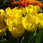 Yellow Purissima
