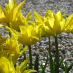 Yellow Spider