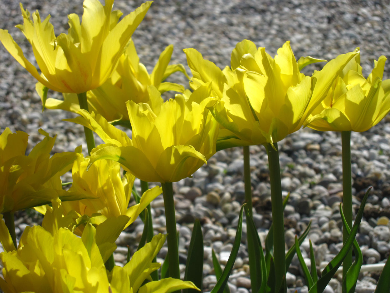 Tulp-Yellow-Spider-1 Yellow Spider - Afbeelding 1