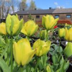 Yellow Springgreen