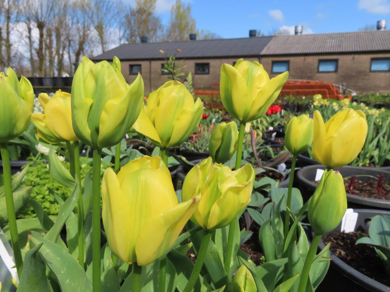 Tulp-Yellow-Spring-Green-1 Yellow Springgreen - Afbeelding 1
