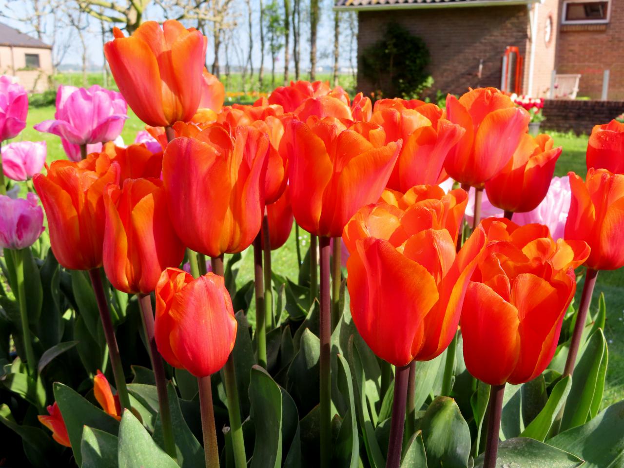 Tulp-Yoko-Orange-1 Yokohama Orange - Afbeelding 1