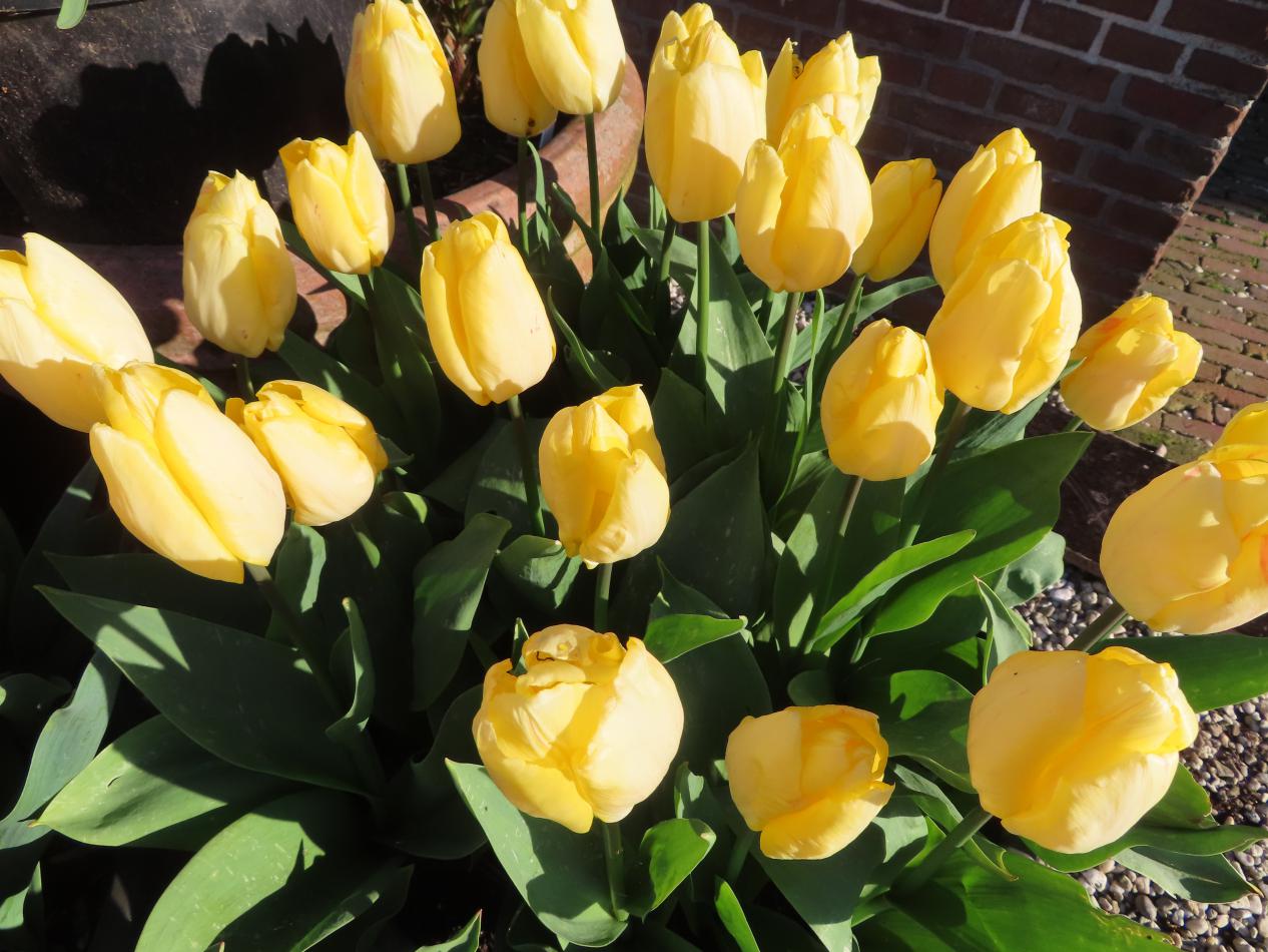 Tulp-Yokohama-1 Yokohama - Afbeelding 1