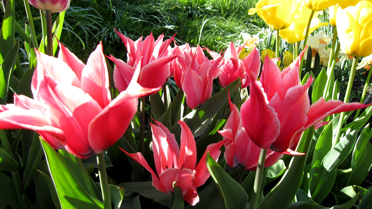 Tulp-Yonina-1 Yonina - Afbeelding 1