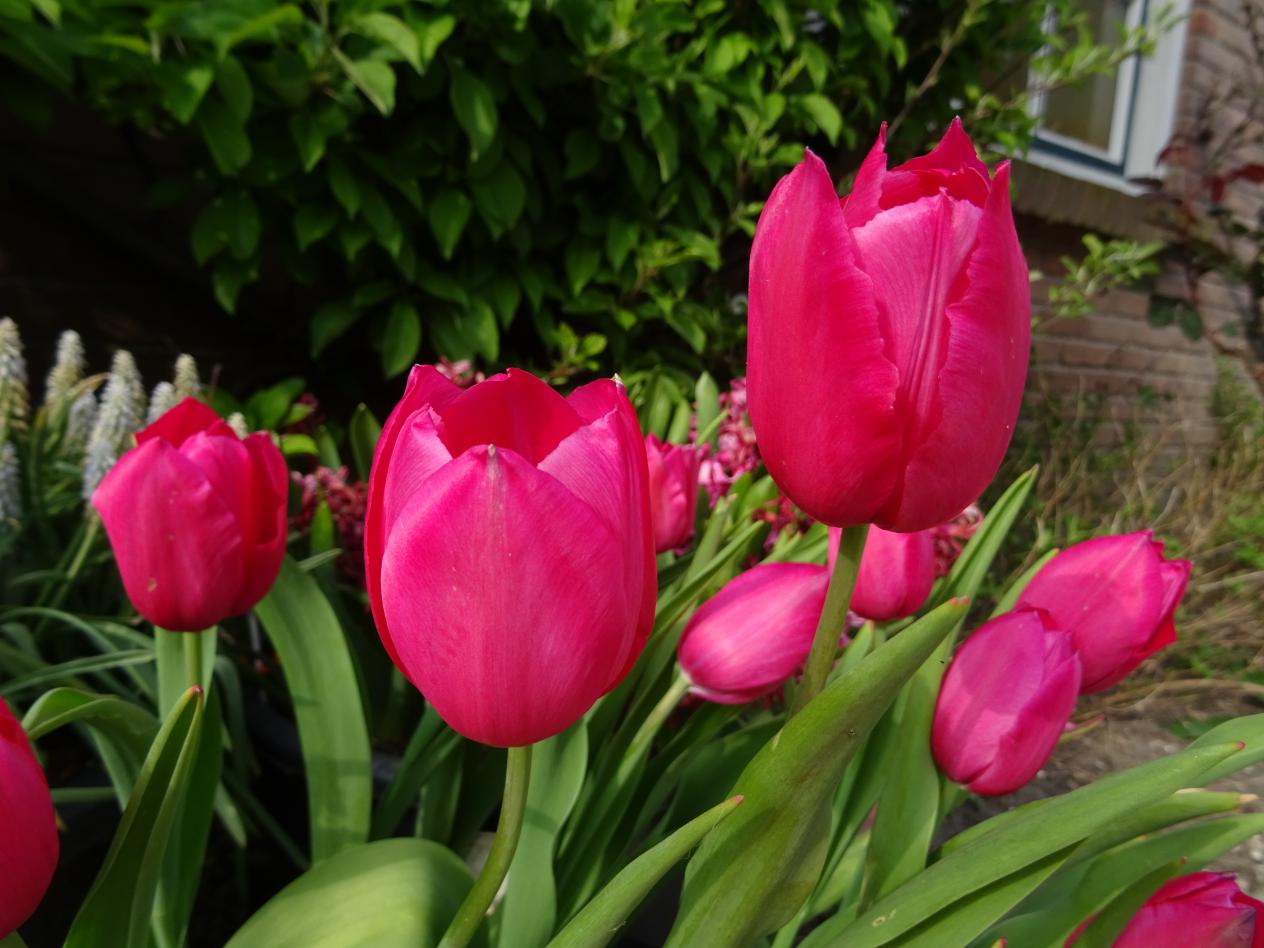Tulp-Yosemite-1 Yosemite - Afbeelding 1
