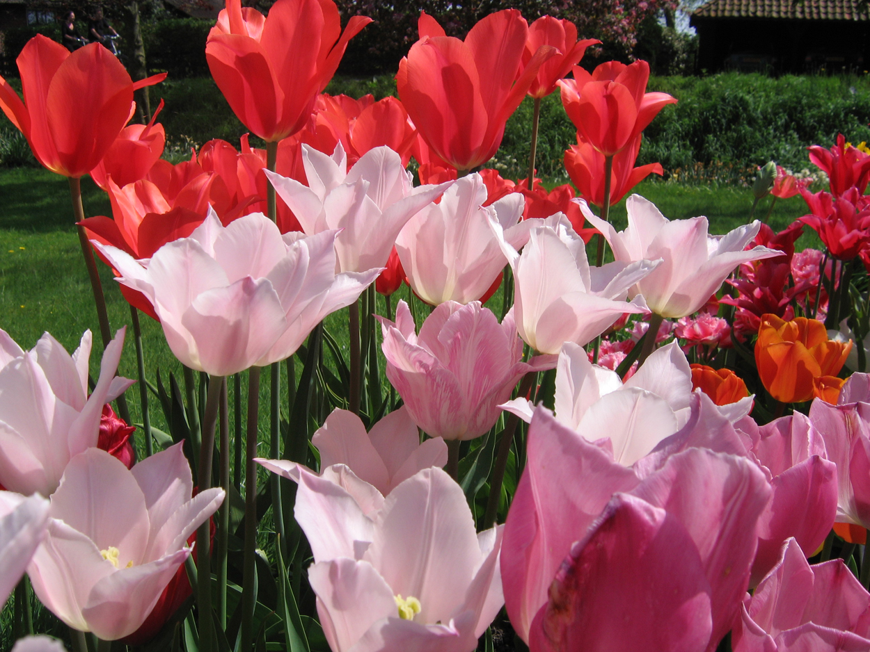 Tulp-Youkihi-1 Youkihi - Afbeelding 1
