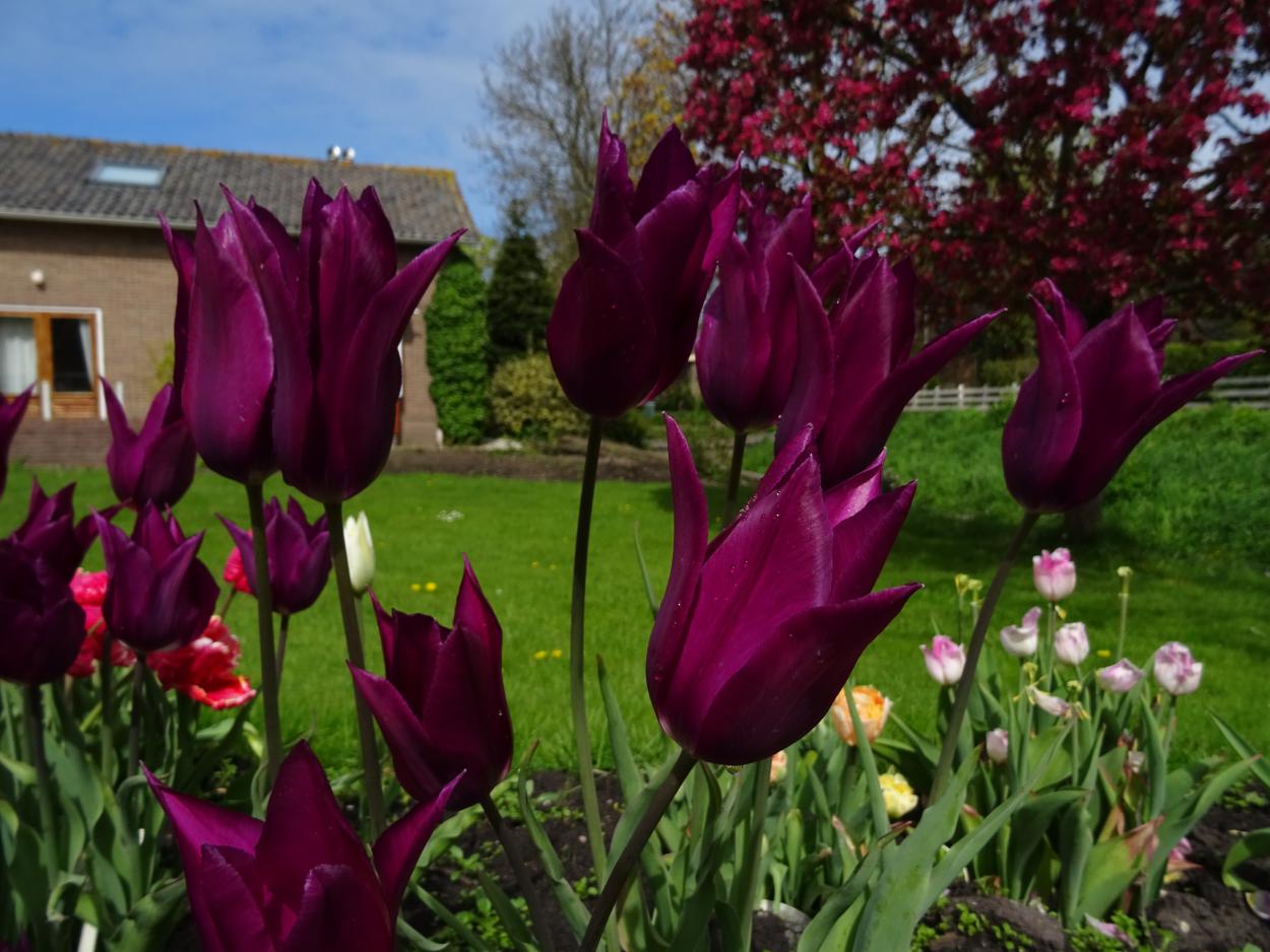 Tulp-Yume-no-Murasaki-2 Yume no Murasaki - Afbeelding 1