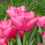Zantupink