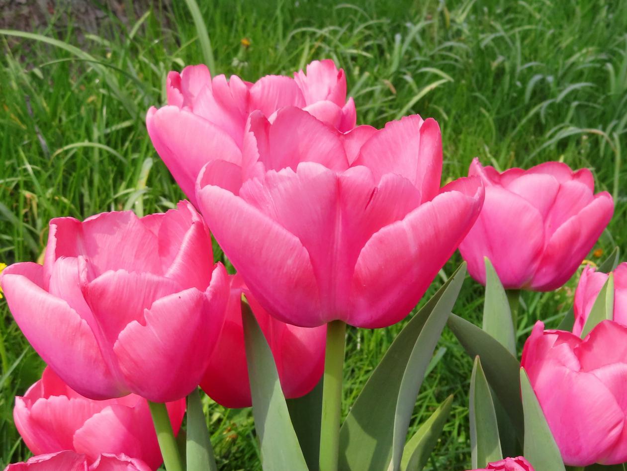 Tulp-Zantupink-1 Zantupink - Afbeelding 1