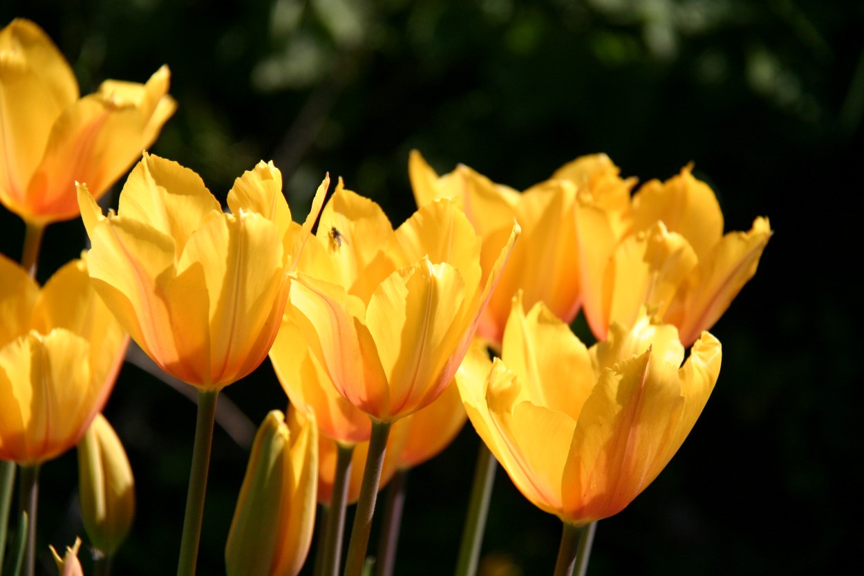 Tulp-long-lady-1 Long Lady - Afbeelding 1