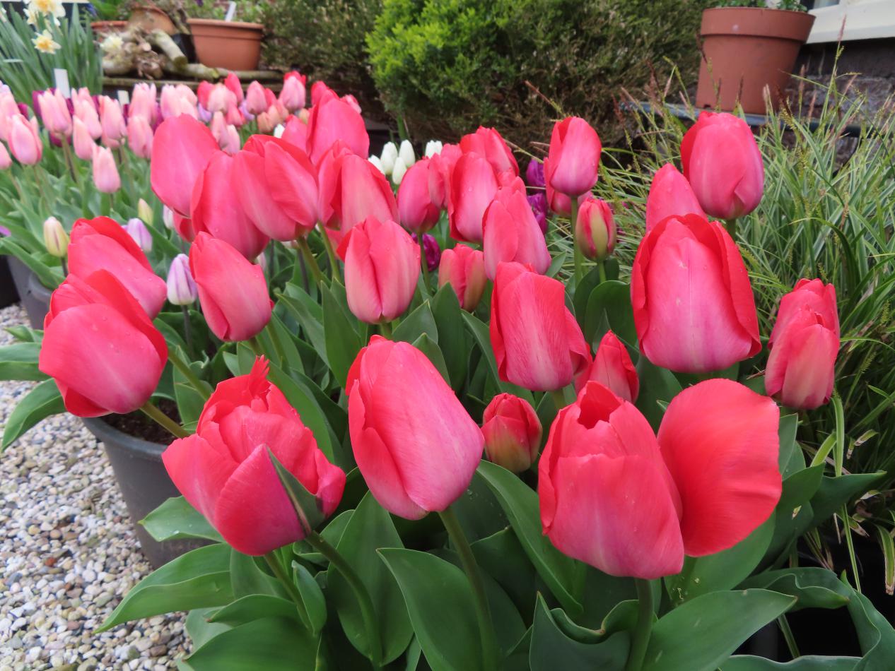 Tulp-van-Eyck-1 Van Eijk - Afbeelding 1