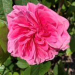 Rozen Von Doussa Children